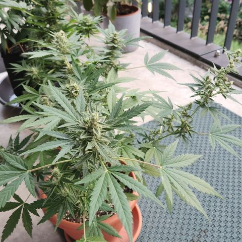 Mystery 2 growlog timeline photo