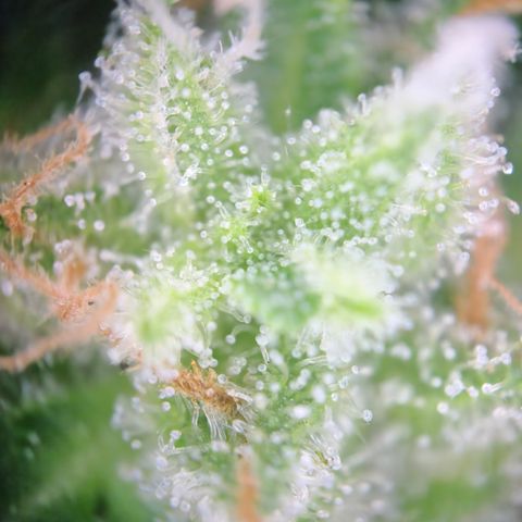 Mystery 1 growlog timeline photo