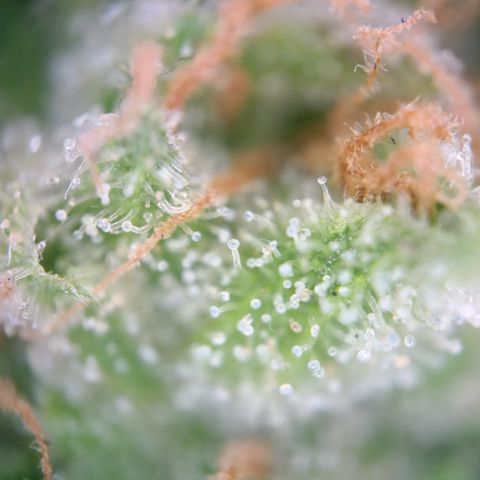 Mystery 1 growlog timeline photo