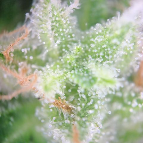 Mystery 1 growlog timeline photo