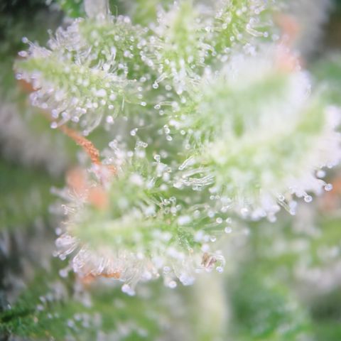 Mystery 1 growlog timeline photo