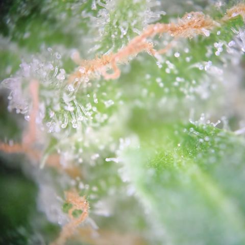 Mystery 1 growlog timeline photo