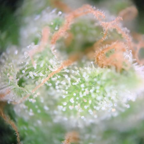Mystery 1 growlog timeline photo