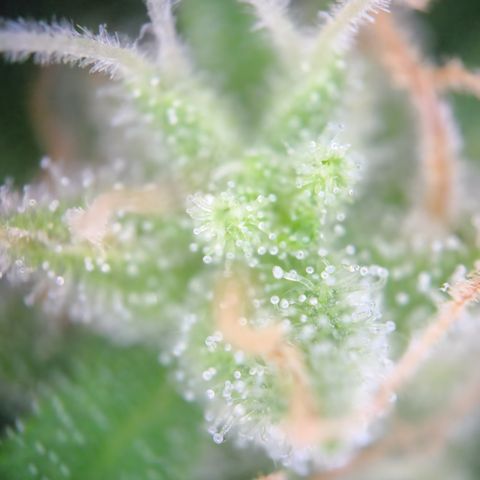 Mystery 1 growlog timeline photo