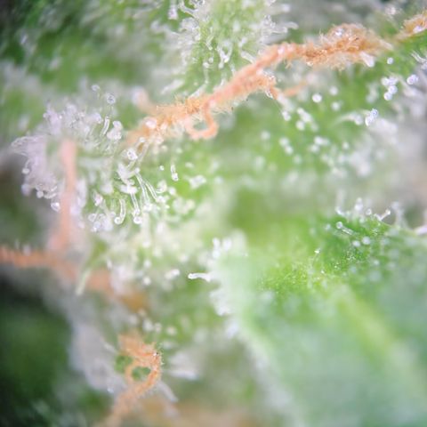 Mystery 1 growlog timeline photo