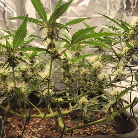 Cookie Gelato AUTO growlog timeline photo