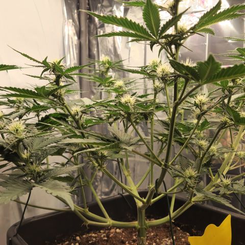 Royal Runtz AUTO growlog timeline photo