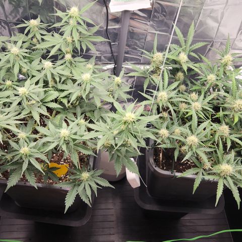 Royal Runtz AUTO growlog timeline photo