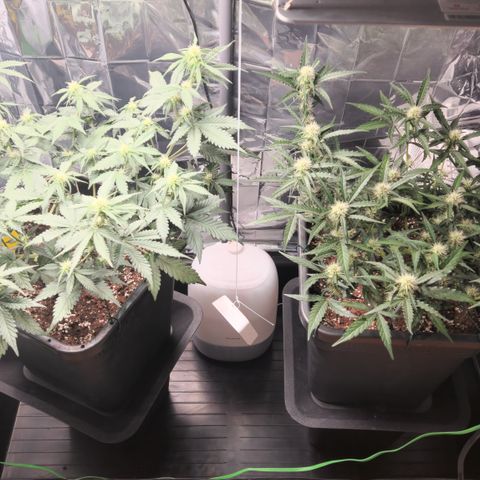Cookie Gelato AUTO growlog timeline photo