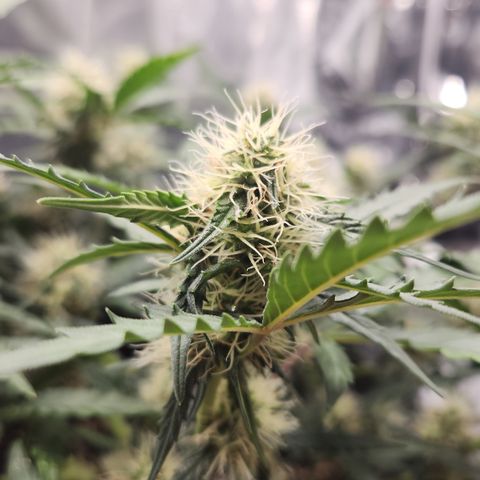 Cookie Gelato AUTO growlog timeline photo