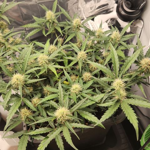 Cookie Gelato AUTO growlog timeline photo
