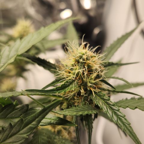 Cookie Gelato AUTO growlog timeline photo