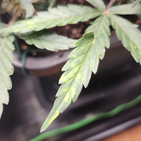 Cookie Gelato AUTO growlog timeline photo
