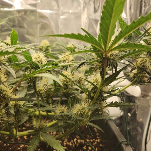 Cookie Gelato AUTO growlog timeline photo
