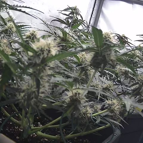 Cookie Gelato AUTO growlog timeline photo