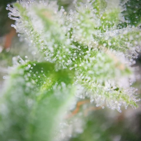 Mystery 1 growlog timeline photo