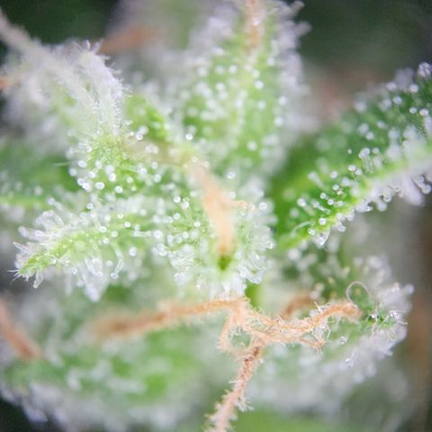 Mystery 1 growlog timeline photo