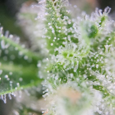 Mystery 1 growlog timeline photo