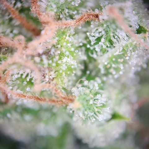 Mystery 1 growlog timeline photo
