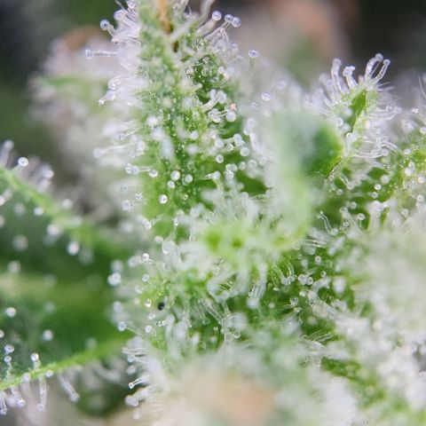 Mystery 1 growlog timeline photo