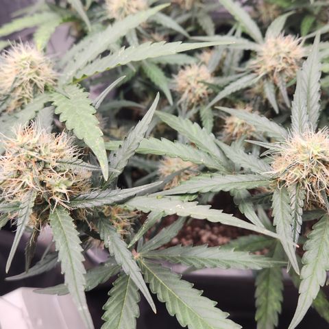 Cookie Gelato AUTO growlog timeline photo