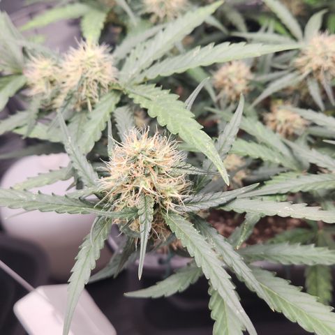 Cookie Gelato AUTO growlog timeline photo