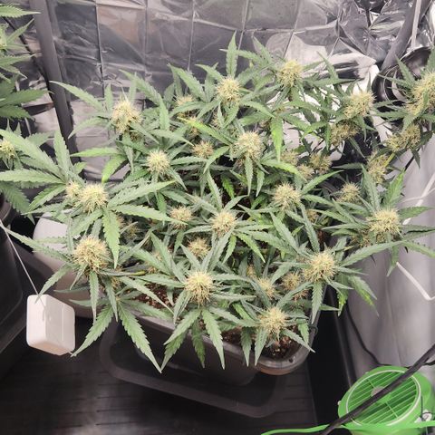 Cookie Gelato AUTO growlog timeline photo