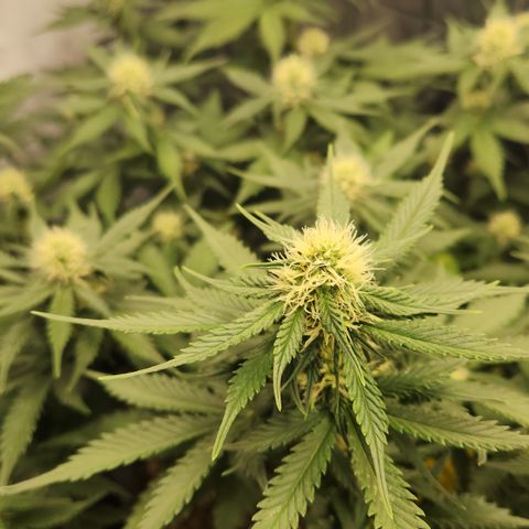 Royal Runtz AUTO growlog timeline photo