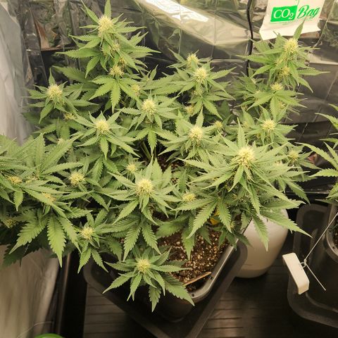 Royal Runtz AUTO growlog timeline photo