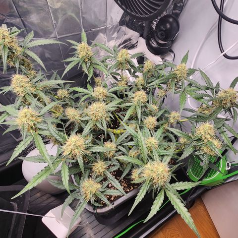 Cookie Gelato AUTO growlog timeline photo