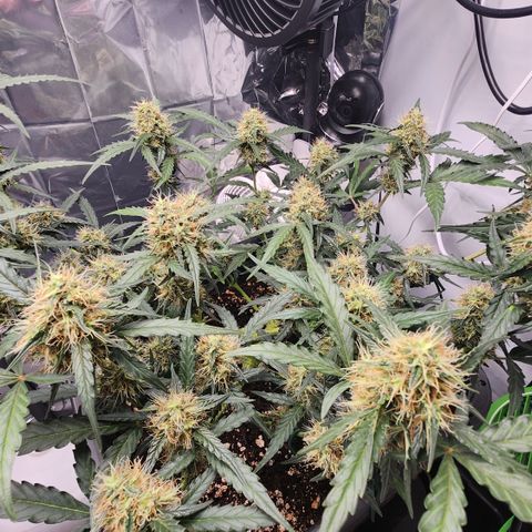 Cookie Gelato AUTO growlog timeline photo