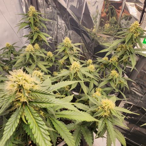 Royal Runtz AUTO growlog timeline photo