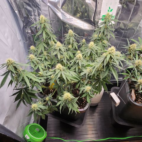 Royal Runtz AUTO growlog timeline photo