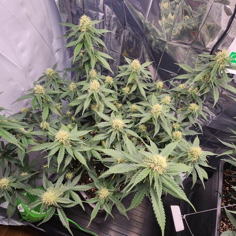 Royal Runtz AUTO growlog timeline photo
