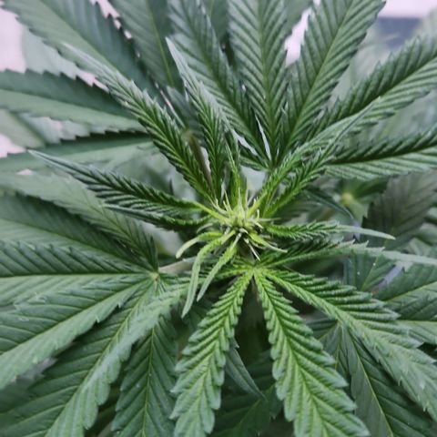 Cookie Kush XXL growlog timeline photo
