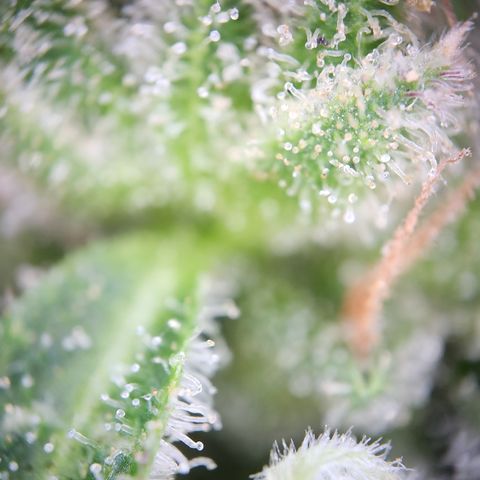 Mystery 1 growlog timeline photo