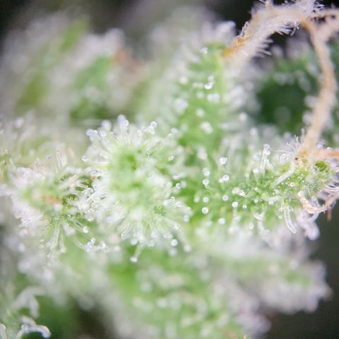 Mystery 1 growlog timeline photo