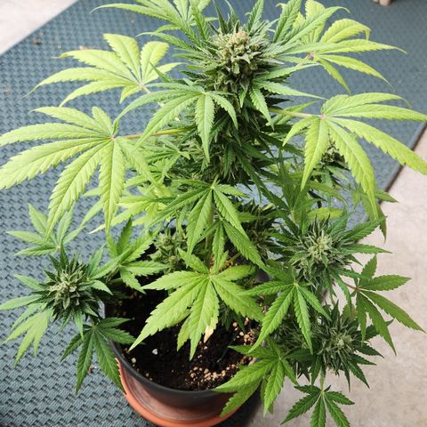 Mystery 1 growlog timeline photo