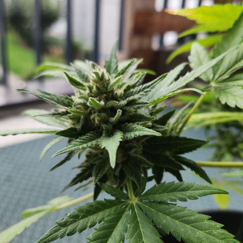 Mystery 1 growlog timeline photo