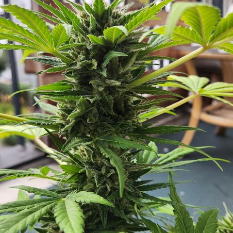 Mystery 1 growlog timeline photo