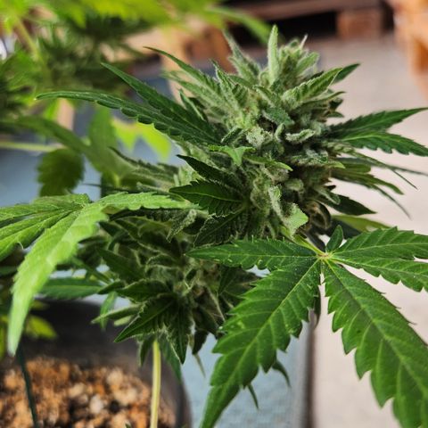 Mystery 1 growlog timeline photo