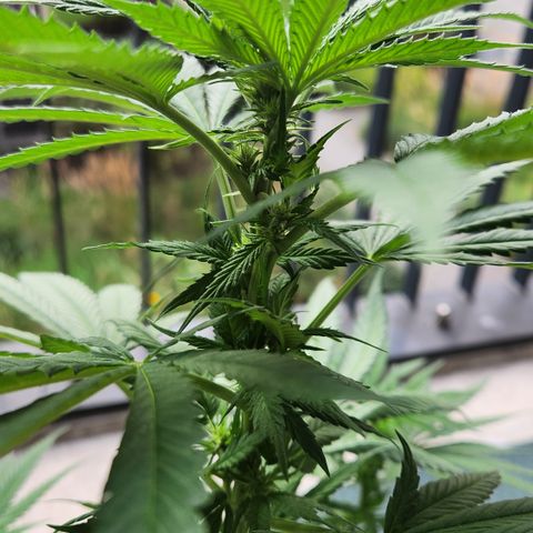 Cookie Kush XXL growlog timeline photo