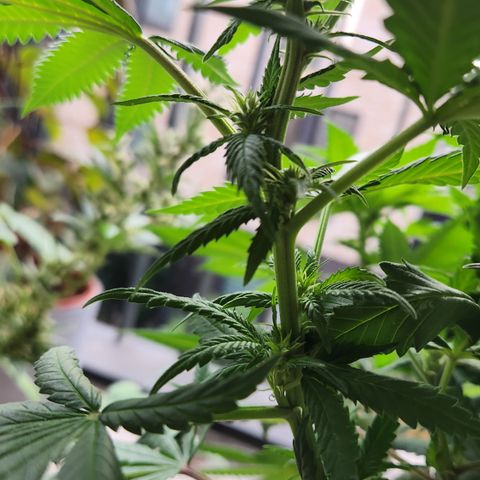 Cookie Kush XXL growlog timeline photo