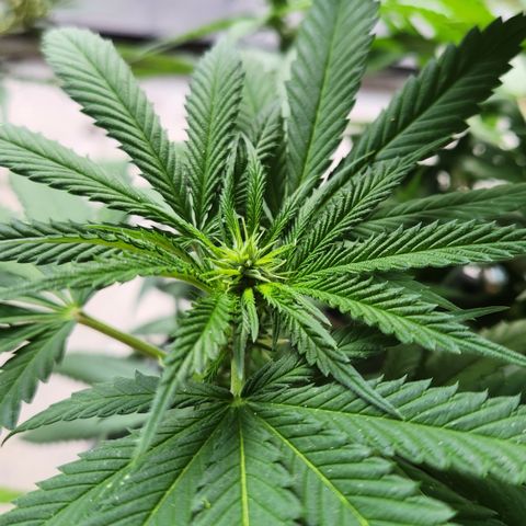 Cookie Kush XXL growlog timeline photo