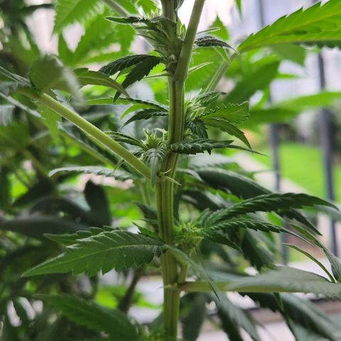 Cookie Kush XXL growlog timeline photo