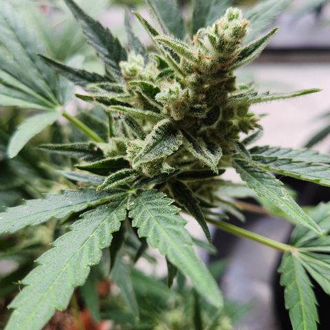 Mystery 2 growlog timeline photo