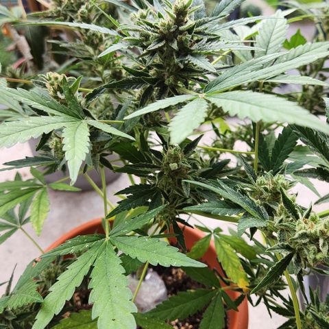 Mystery 2 growlog timeline photo