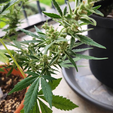 Mystery 2 growlog timeline photo