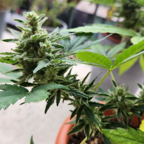 Mystery 2 growlog timeline photo