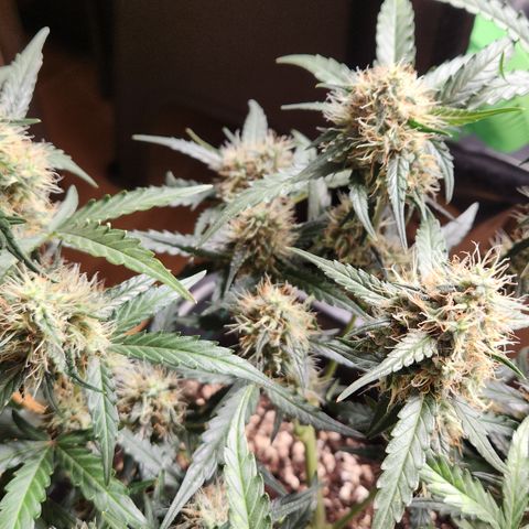 Cookie Gelato AUTO growlog timeline photo